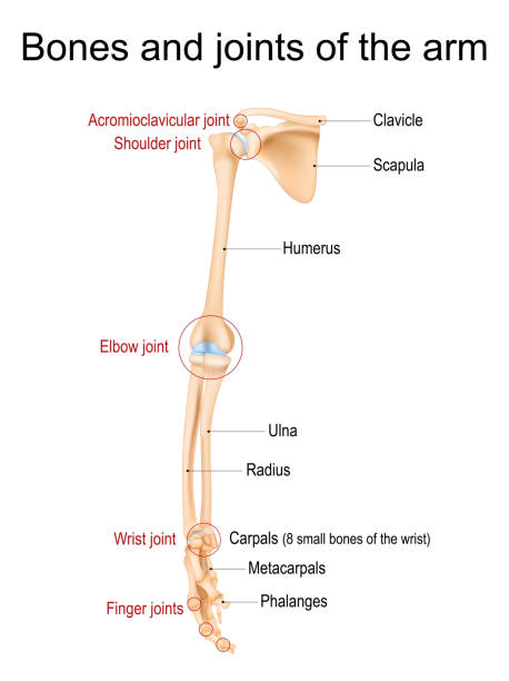 kości i stawy ramienia, przedramienia i dłoni. - arm bone stock illustrations