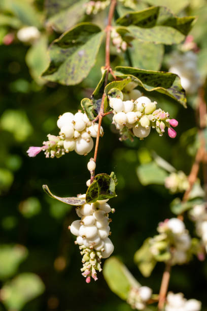 istock Common snowberry (Symphoricarpos) with white berries in garden 1425848323