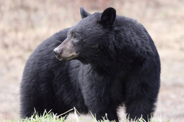istock American black bear (Ursus americanus)  Banff National Park Kanada 1425851115