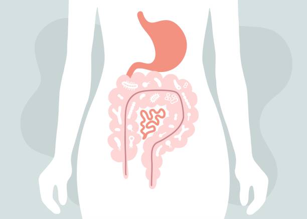 istock Human microbiome illustration with intestines and bacteria Vector picture. Gastroenterologist. Bifidobacteria, lactobacilli. Lactic acid bacteria. 1425851940