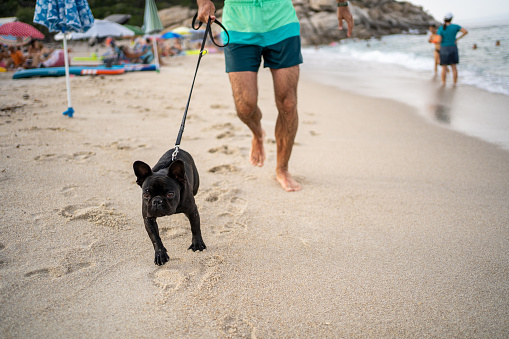 Man and French Bulldog running at beach near sea