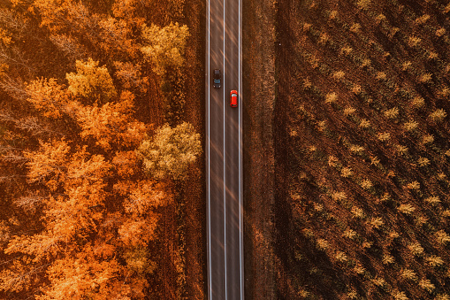 Aerial shot of two cars passing by each other on the road through deciduous forest in fall afternoon, drone pov top down