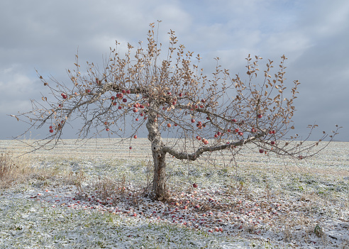 Blooming agricultural orchard covered with snow