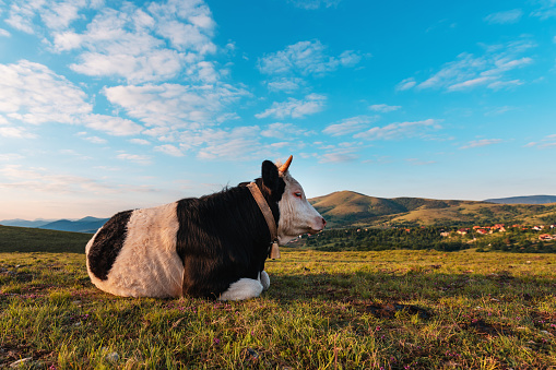 Free-range dairy farming cow resting on Zlatibor hills slopes in springtime sunrise