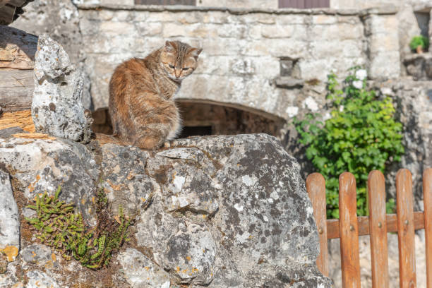 istock Domestic cat (Felis silvestris catus) sunbathing in morning. 1425853947
