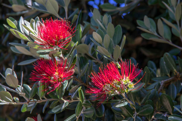 istock Flowers of metresideros polymorpha 1425854443
