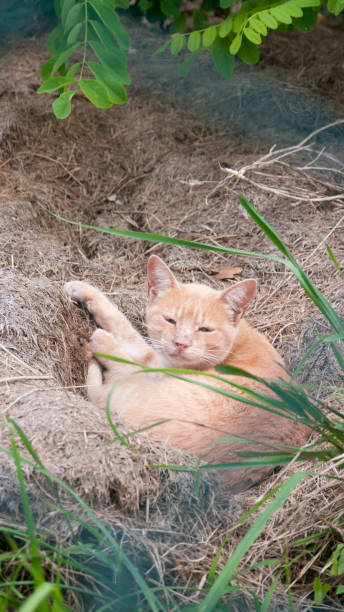 istock Orange cat laying in straw 1425855027