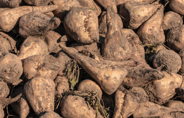 istock Pile of harvested sugar beet root crops in field 1425855070