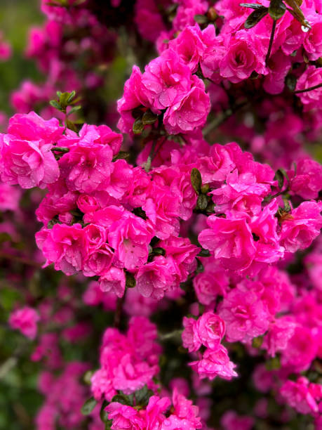 Flowering Pink Azalea with Raindrops stock photo