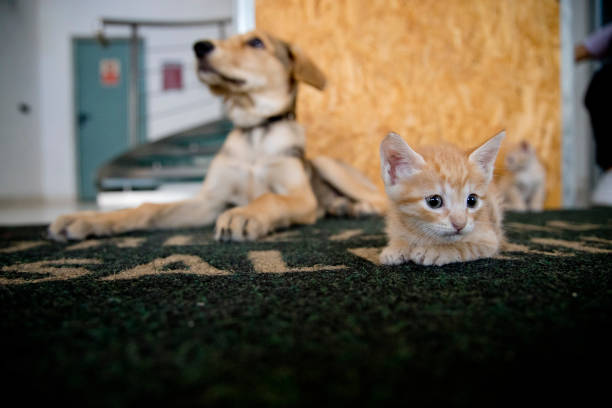 small orange cats playing with each other and a puppy dog