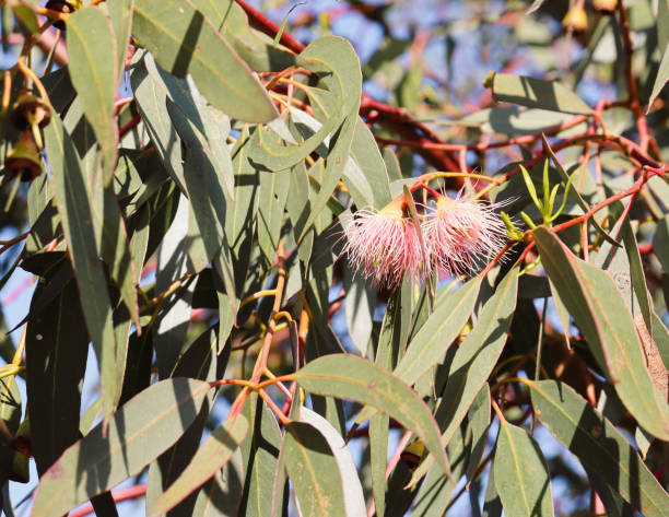 istock eucalyptus flowers and gum leaves 1425857478