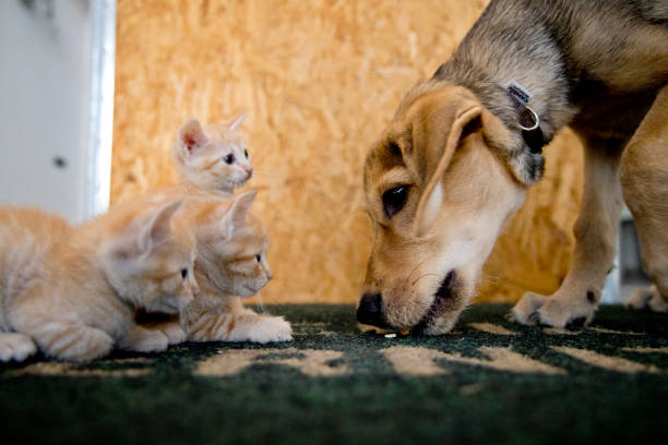 istock small orange cats and a puppy dog 1425857692
