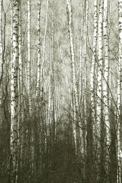 istock birch trees with white birch bark in birch grove with birch leaves in autumn 1425859523