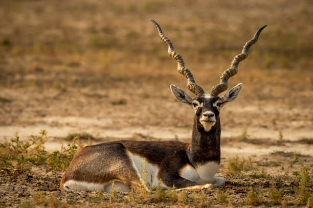 wilder männlicher schwarzbock oder antilope cervicapra oder indische antilope nahaufnahme oder porträt in natürlichem grünem hintergrund im blackbuck nationalpark velavadar bhavnagar gujrat indien asien - hirschziegenantilope stock-fotos und bilder