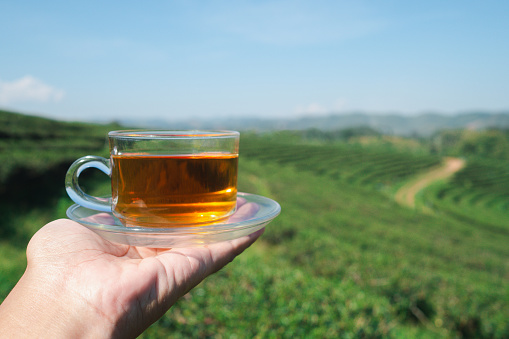 A cup of hot tea on a palm woman with the tea plantation background. Space for text. Close-up photo. Beautiful nature.