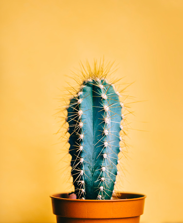 Green cactus in decor pot over bright orange pastel background. Colorful yellow summer trendy creative concept. Minimal contemporary pop art. Funky houseplant still life.