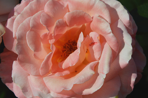 Beautiful coral color rose flower close up. Floral natural background or pattern. Blooming rose on a summer sunny day.