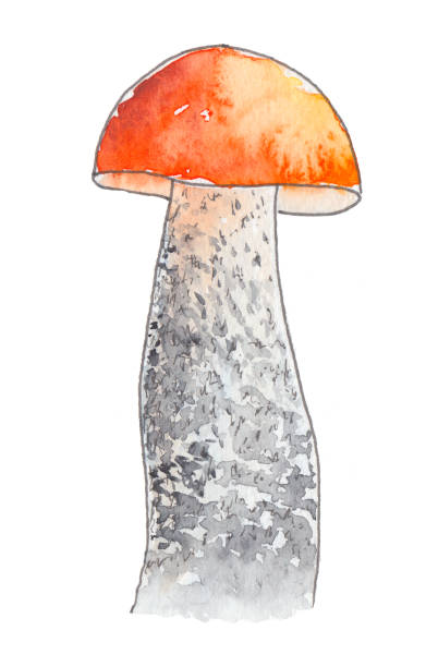 ilustrações, clipart, desenhos animados e ícones de aspen de cogumelos - mushroom edible mushroom red botany