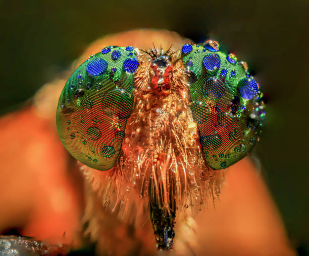 istock Amazing extreme macro closeup of robber fly 1425864479