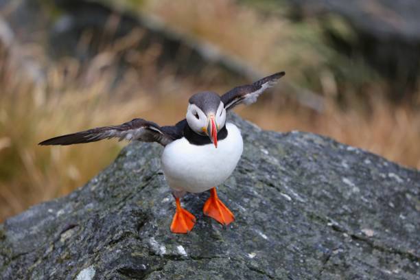 istock Birdwatching in Norway - puffin 1425866361