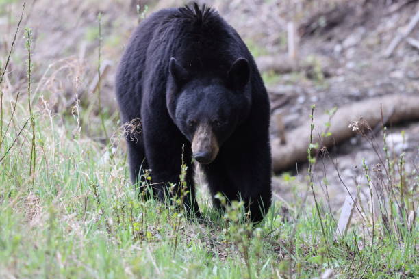 istock American black bear (Ursus americanus)  Jasper National Park Kanada 1425866383