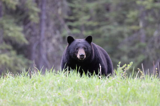 istock American black bear (Ursus americanus)  Jasper National Park Kanada 1425866588
