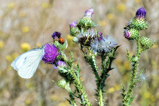 close up on ladybug and white butterfly on thistle flowers in meadow