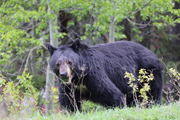 istock American black bear (Ursus americanus)  Jasper National Park Kanada 1425866967