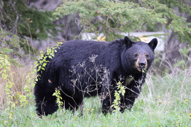 istock American black bear (Ursus americanus)  Jasper National Park Kanada 1425867100