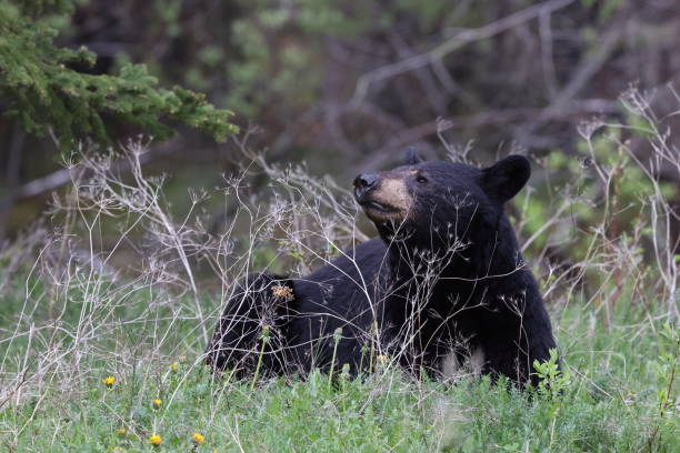 istock American black bear (Ursus americanus)  Jasper National Park Kanada 1425867148