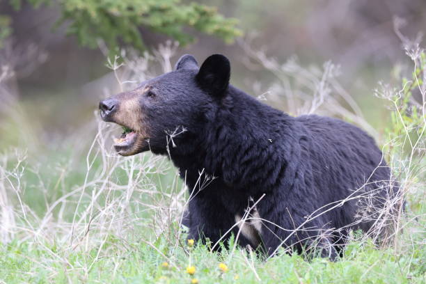 istock American black bear (Ursus americanus)  Jasper National Park Kanada 1425867215