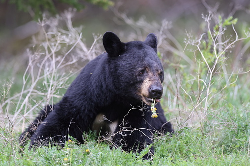 Whistler black bear in the Callaghan Valley. Wildlife photography in Canada. Wild black bear feeding.