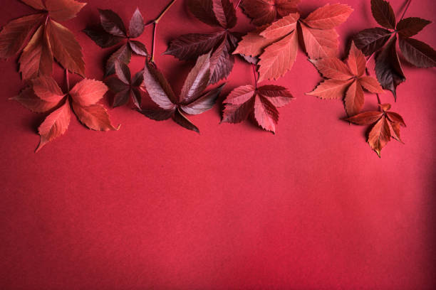 istock Autumnal red leaves on red background 1425868164