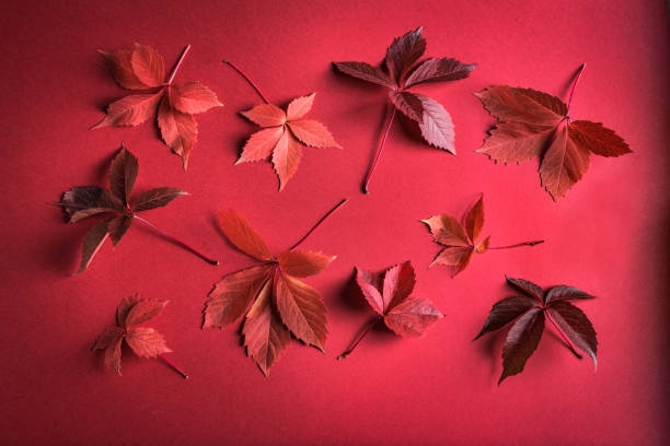 istock Autumnal red leaves on red background 1425868261
