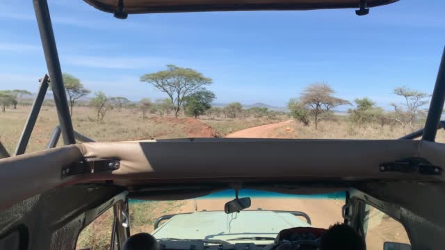 A traveling tourist on a safari by car looks out from the open roof of the car.
