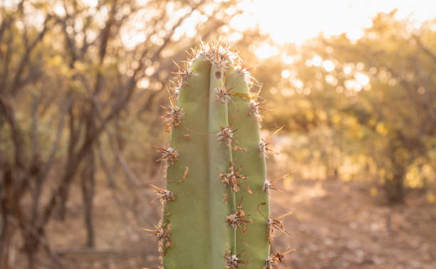 Green cactus in the sunset background Green cactus in the sunset background caatinga stock pictures, royalty-free photos & images