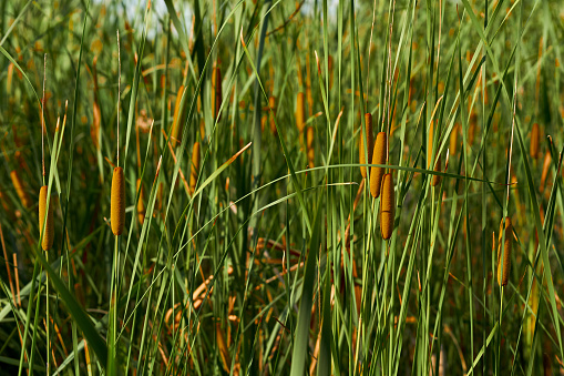 Close-up of tall lush grass on a clear summer day in the sun. Crooked tall grass on the lawn against the background of a clear blue sky. Grass, summer concept..