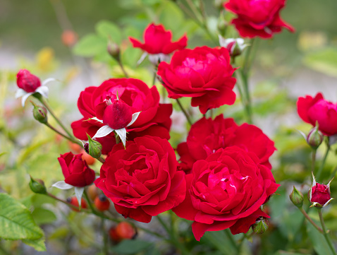 Red Rose in Summer Ornamental Garden Against Sky