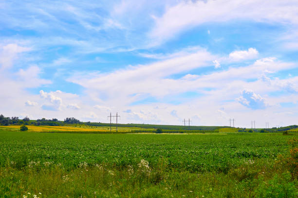 Bulls grazing next to a large power tower on a sunny day and a blue sky with clouds. The animals are accustomed to their presence
