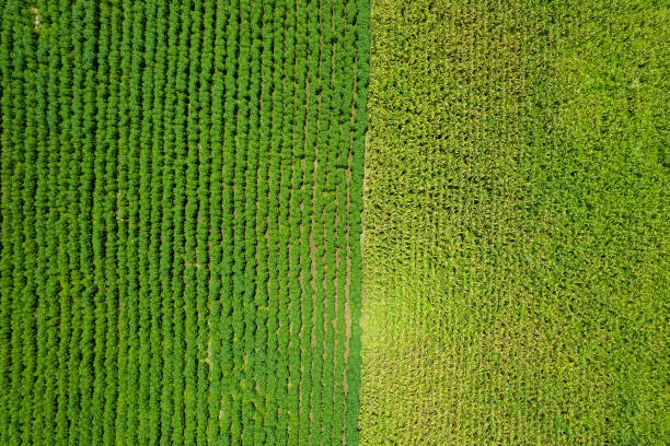 istock high angle view of farm, grow plants, nice landscape 1425871370
