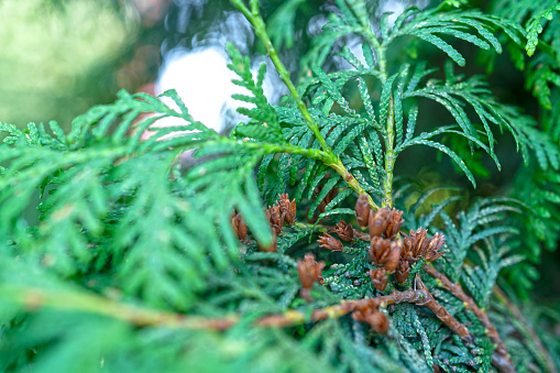 Close up of Pine Tree Chimese Arborvitae or Orientali Arborvitae and green nature bokeh for background and inspiration