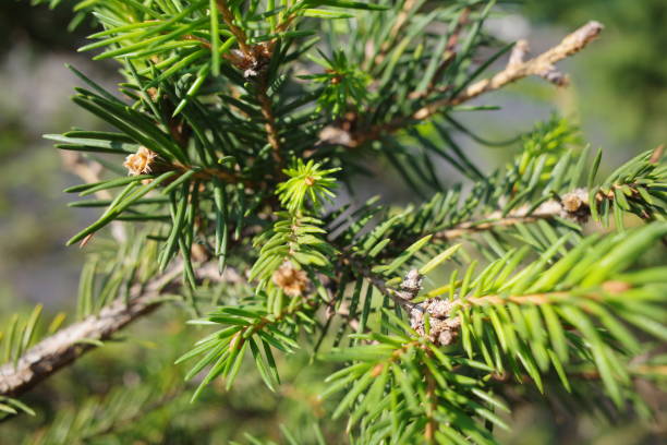 istock branches of a green spruce with cones in the sunlight 1425871837