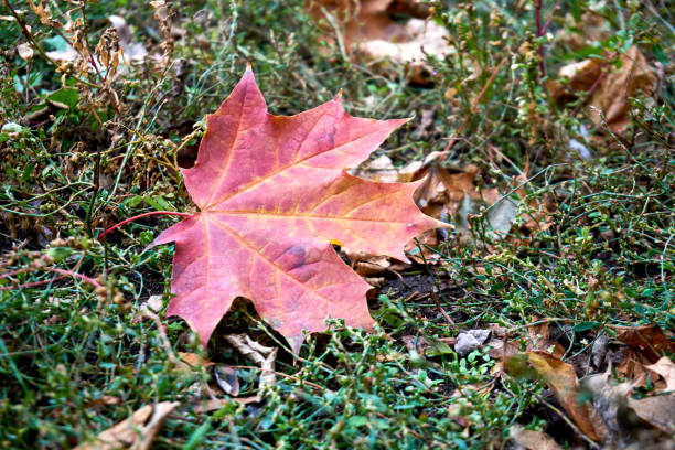 istock Lonely red autumn maple leaf close up on the green grass 1425871847