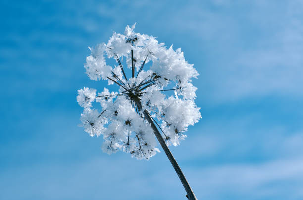 Crystal snow-flowers against the blue sky. Winter wonder of nature crystals of frost.Winter scene landscape
