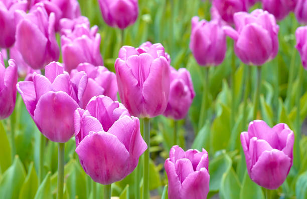 Pink purple delicate tulips on a green field bulbous spring-flowering plant of the lily family, with boldly colored cup-shaped flowers ruddy turnstone stock pictures, royalty-free photos & images