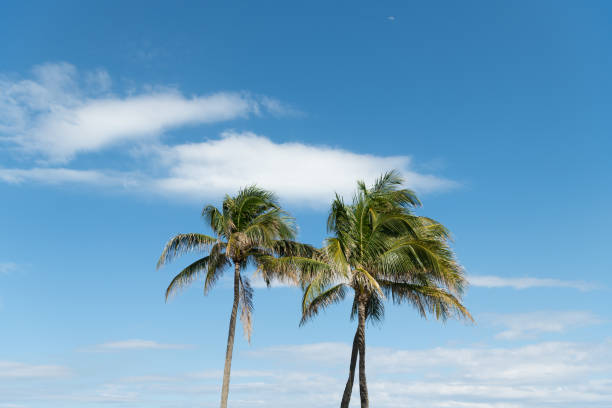 istock blue sky with green palm tree in summer 1425873675