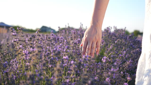 Female hand tenderly touching purple lavender flowers. Woman moving her arm above blooming plants. Girl strolling through floral meadow. Nature background. Summer concept. Slow motion