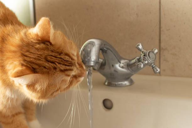 istock Red cat drinks water from the faucet. 1425879320