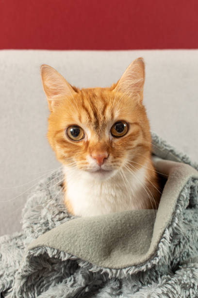 istock A red cat wrapped in a warm plaid. 1425879324