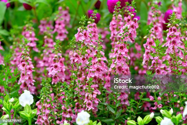 Angelonia Angustifolia Angelonia Summer Snapdragon Stock Photo - Download Image Now